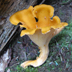 Cantharellus Lateritius